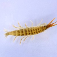 Killer shrimp
